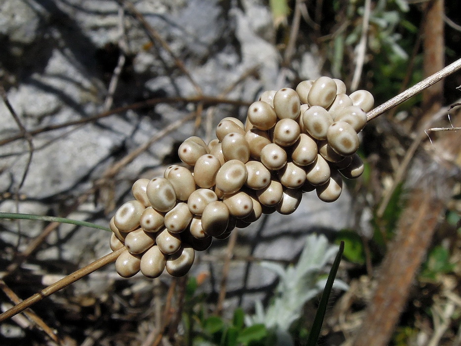 Lasiocampidae , larve e uova, da id